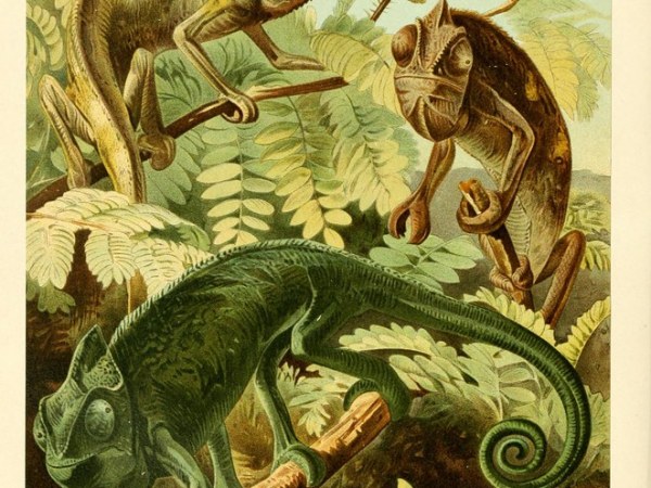 The Power of the&nbsp;Chameleon